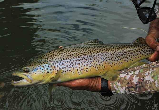 New Zealand Trout Guide