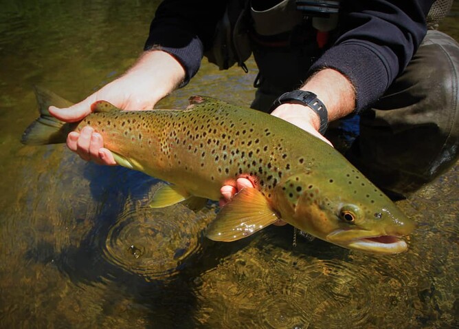 New Zealand Fishing Guide