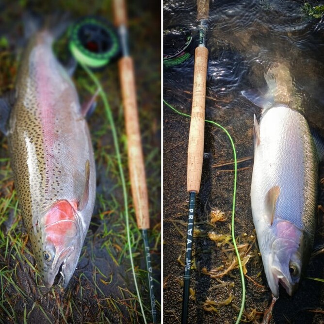 Guided Fly Fishing Trout Guide New Zealand