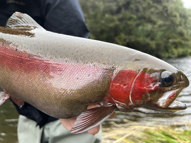 Fly Fishing New Zealand Taupo