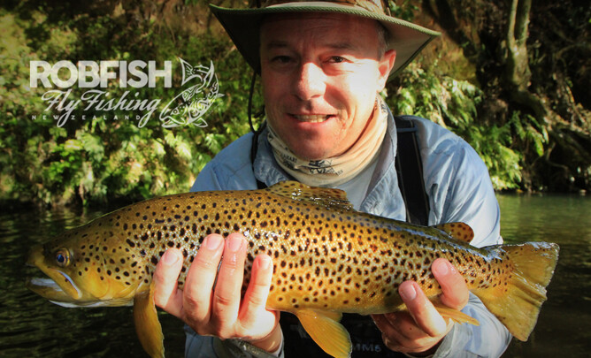 Rotorua brown South African 