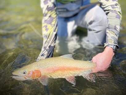 Auckland Fly Fishing