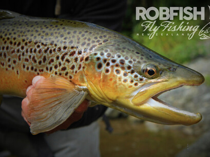 Waikato Hamilton Fly Fishing Trout guide