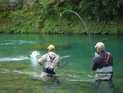 Rainbow Trout Turangi North Island Guide