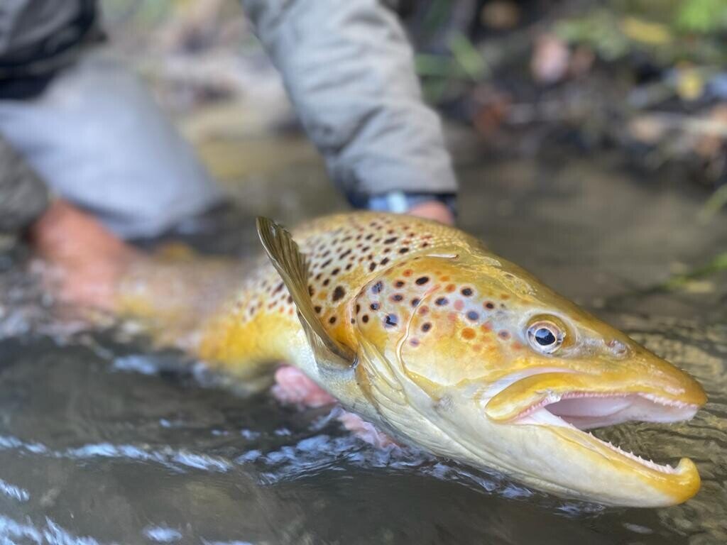 Robfish North Island, New Zealand trout fly fishing guide Rob Vaz