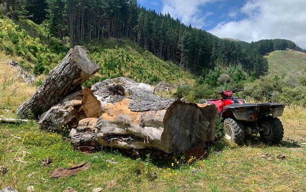 Seasoned Old Man Pine - Very well seasoned Old Man Pine. Locally grown. Hotter and longer burning than normal Pine. The picture is just to show how big the trees are. Well over 50 years old. $130 per m3 based on a load of 4m3 or more.