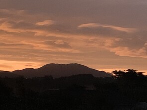 Clean up of fallen trees service