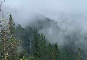 We are always Looking to purchase Wood or Trees. - If you have trees you need removed please contact us. If you have had trees fall over and would like them processed into Firewood for yourself. We can do that for you also.