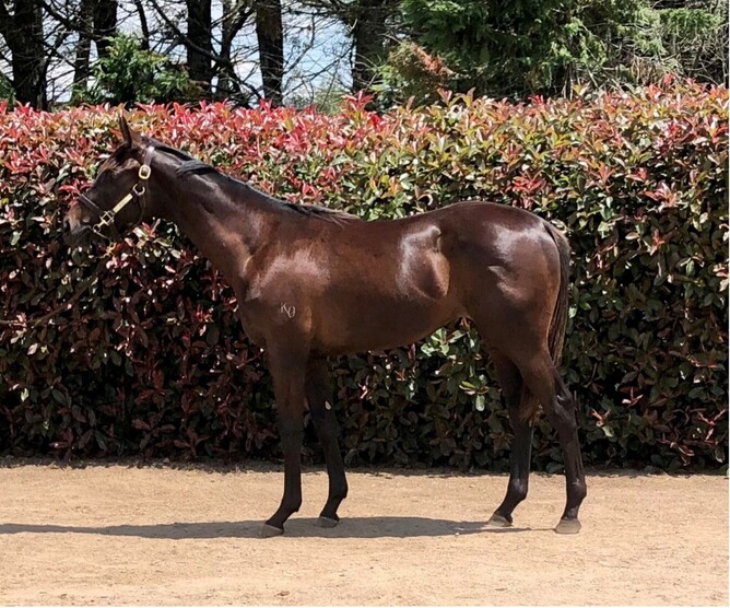 This handsome Brown colt is a half-brother to ‘Gaylord’ in the d’Harbonville Group – he recently won a $50,000 ‘Super Maiden’ at Grafton in NSW, Australia.