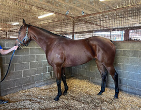 Winter Carnival Watch: Triskelion and Gaylord