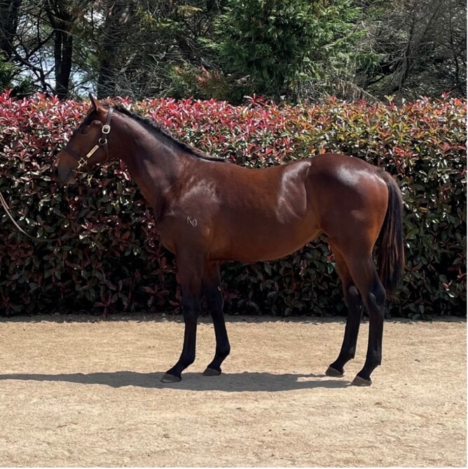 This eye-catching Bay Colt is a half-brother to TimeOnLees in the d’Harbonville Group – she has 2 Wins + 5 x 2nd places + 4 x 3rd Places from 16 starts.