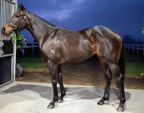 Dubious Rose Gearing Up for Debut &ndash; One to Watch This Spring