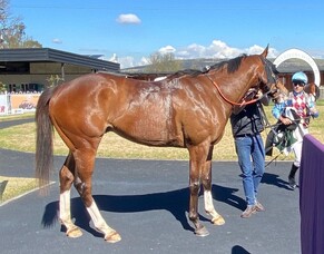 Dale Delivers at Muswellbrook &ndash; Third Win for Matt Damon-Owned Half-Brother to Filly #1