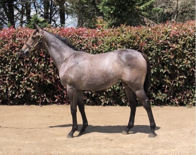This Reliable Man – Sure Enough Grey filly has an effortless floating action - plus attitude and intelligence in abundance!