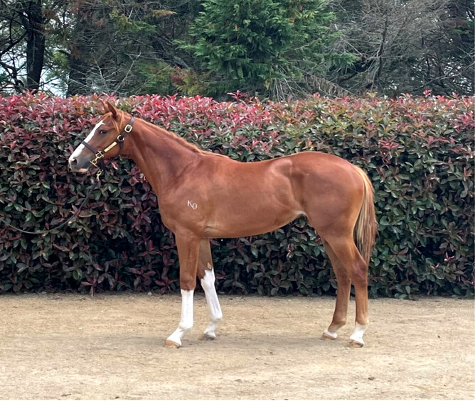 This strong, characterful filly is a half-Sister to ‘DALE’ raced under the ownership of Hollywood Actor Matt Damon – 2 Wins + 2nd Place from his first 7 starts.