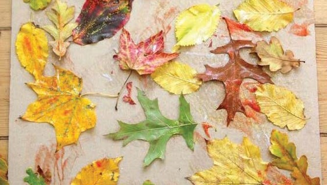 Autumn leaf collage
