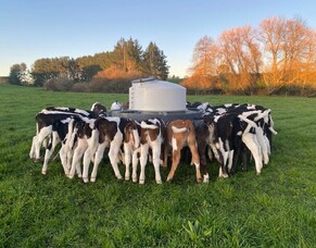 Calf rearing kept simple