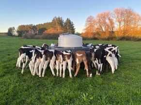 Calf rearing kept simple