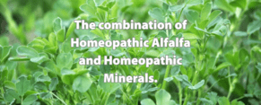Homeopathic Alfalfa &amp; Minerals: A Natural Boost for Animals