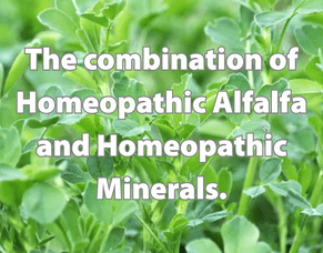 Homeopathic Alfalfa &amp; Minerals: A Natural Boost for Animals