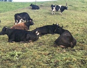 Drying Off Your Cows the Natural Way