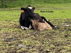 Preparing for the Calving Season