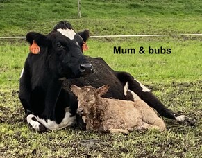 Preparing for the Calving Season