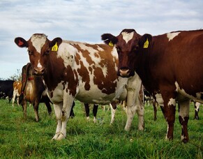 Mastitis - Supporting herd health the natural way