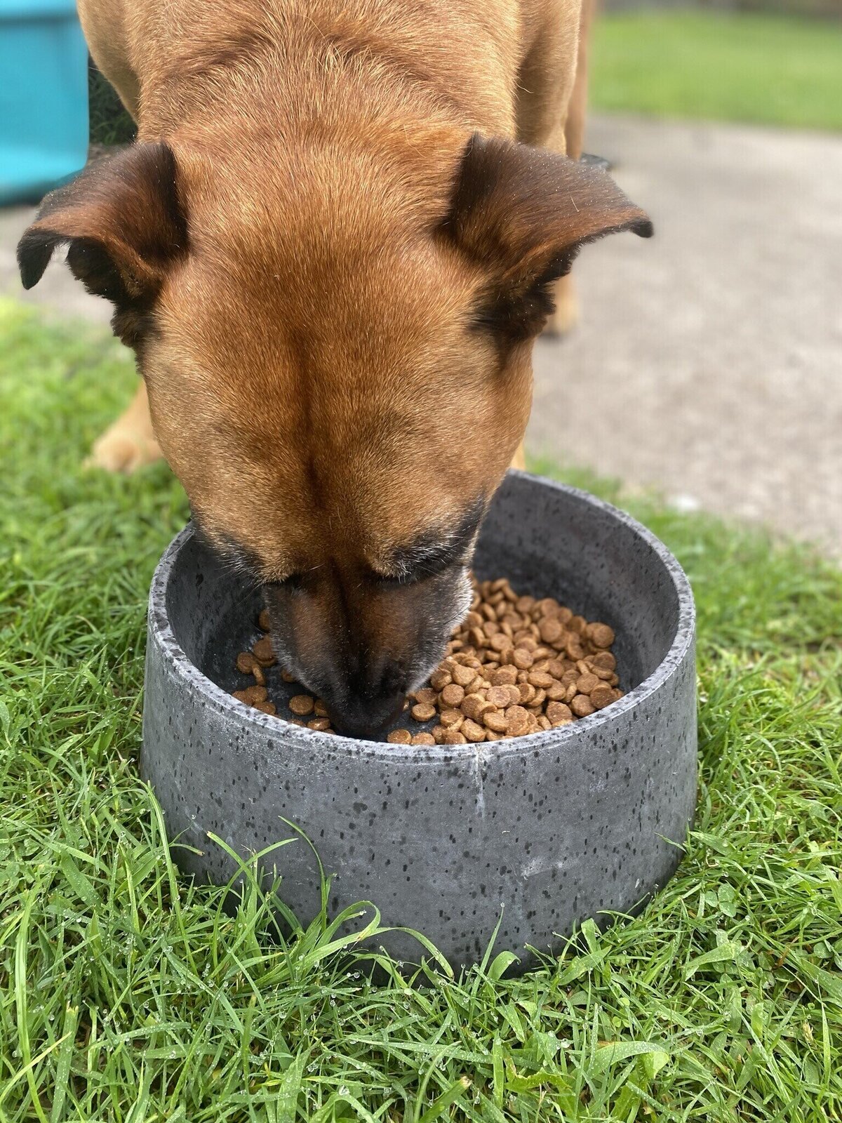 Dog Bowls Concrete Dog Bowls