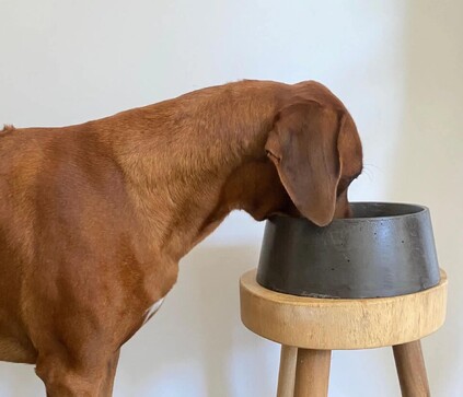 Concrete dog bowls for clearance sale