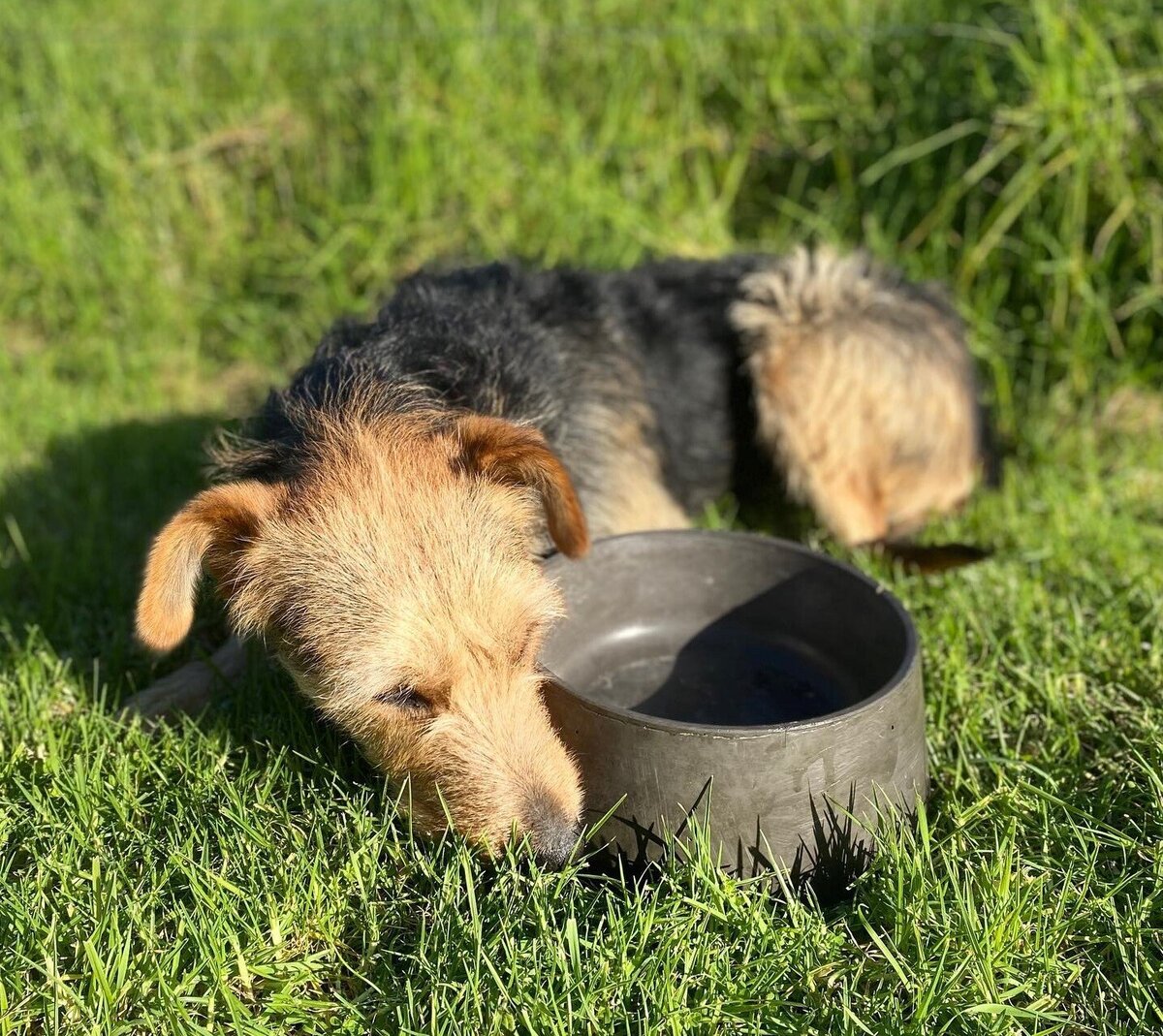 Dog Bowls Concrete Dog Bowls