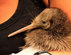 Ōtanewainuku Kiwi Trust Update - July 2023