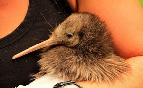 Ōtanewainuku Kiwi Trust Update - July 2023
