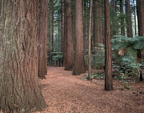 Whakarewarewa, Redwoods Forest