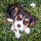 view of small cute puppy from above