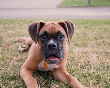 boxer dog lying on lawn looking at camera