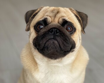 pug dog looking at camera with sad expression