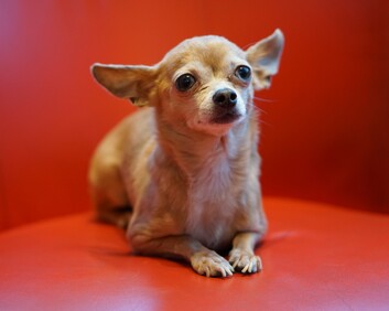 chihuahua lying down with red background