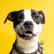 dog looking happy with yellow background