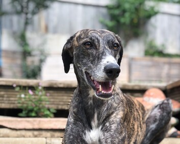 greyhound dog lying down with mouth open looking happy