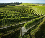 vineyards