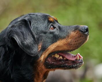 side profile of rottweiler dog looking happy