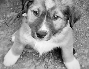 Canine Capers and Furry Friendship for Life