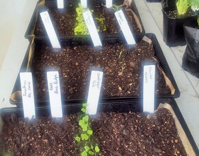Straw Bale Garden Bounty - Give it a Go!