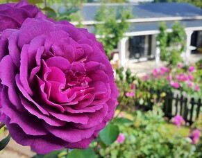 Does Gardening Success Confirm Graduation to Grown-up?