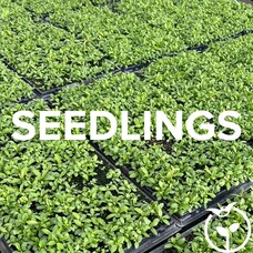Seedlings