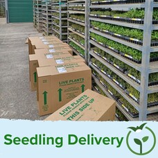Seedling Delivery
