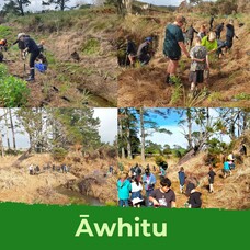 Āwhitu Planting