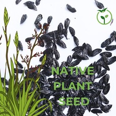 Native Plant Seeds