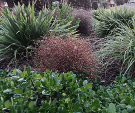 Garden Making: Where to start